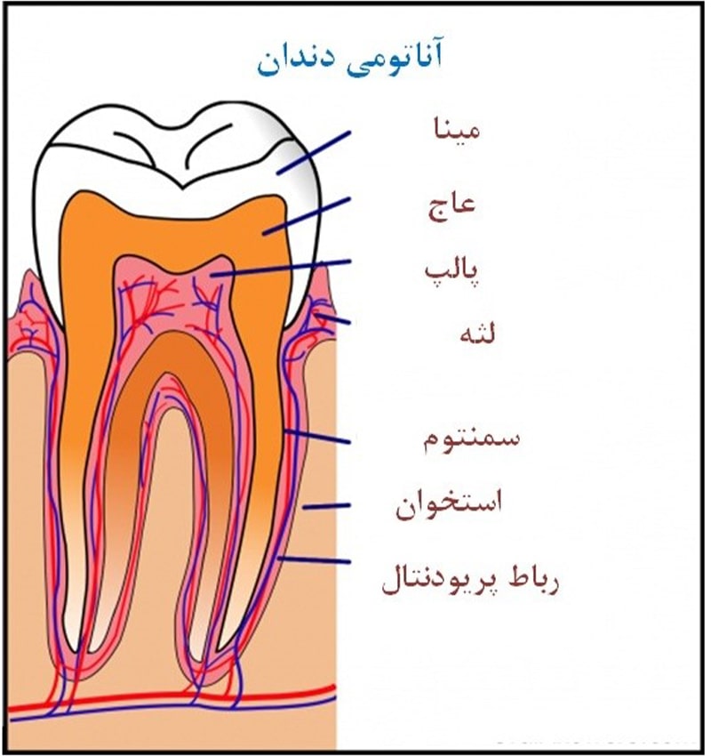ساختار دندان چگونه است